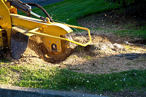 Artificial Turf Installation in Glenwood, MN