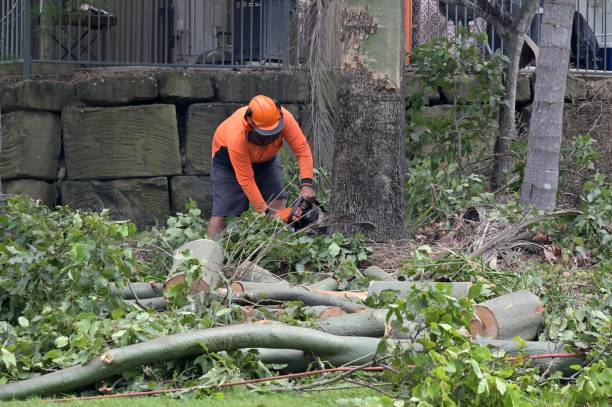 Why Choose Our Tree Removal Services in Glenwood, MN?